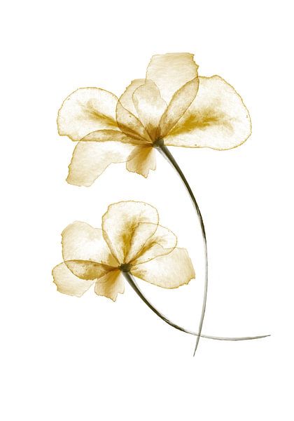 Gepresste Blumen von Pictufy Studio II