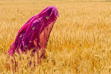 Erntezeit in Indien von Gonnie van de Schans