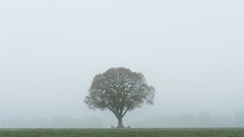 Solitree in the mist 2