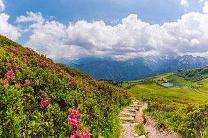 Alpenrosenblüte  am Fellhorn