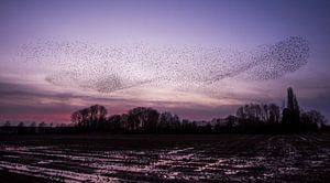 Starling swarm in the last evening light by Danny Slijfer Natuurfotografie