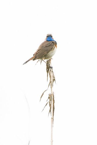 Blauwborst op rietpluim