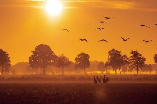 Sehnsucht,  Reise der Kraniche