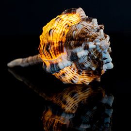 Shell by Paquita Six