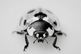 Ladybird by Poster Art Shop