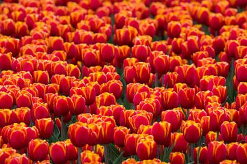 Tulipes rouges et jaunes aux Pays-Bas sur Bianca Fortuin