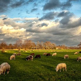 Schafe in holländischer Landschaft von Arthur Schotman