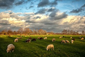 Hollands Landschap. Wolkenlucht en schapen.