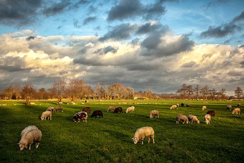 Dutch Landscape. Cloudy sky and sheep.