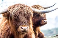 Les Highlanders au repos par Andre Brasse Photography Aperçu