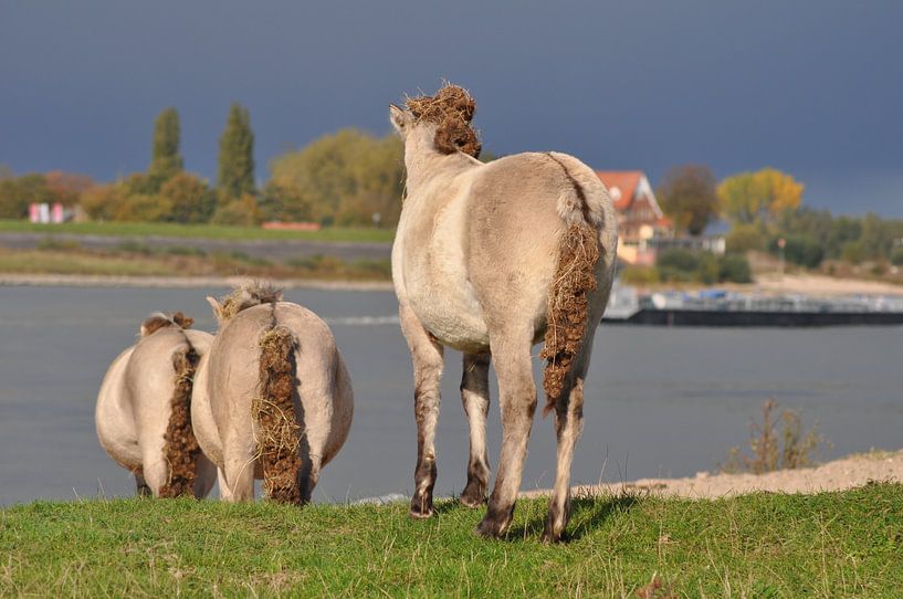 Paarden in de Stadswaard by Daniella Hardeman