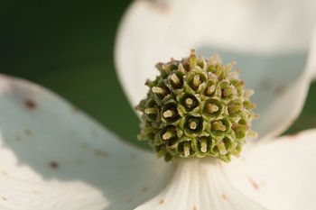 Royal flower