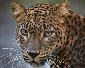 This leopard is looking to you with an intensive look by Patrick van Bakkum