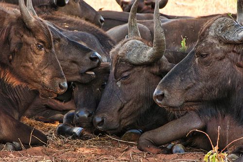 Waterbuffels in de middagzon