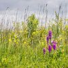 wild orchids in bloom by eric van der eijk