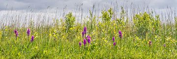 wild orchids in bloom by eric van der eijk
