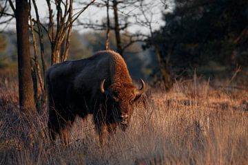 European bison in the evening light by Antoine Deleij