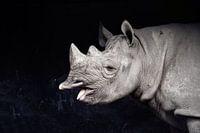 Nashorn