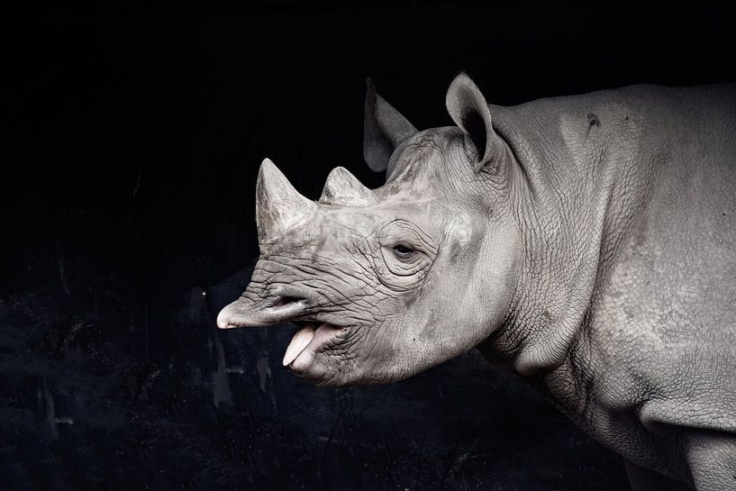 Nashorn von Esmée van Eijk