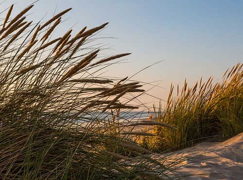 Marram Grass