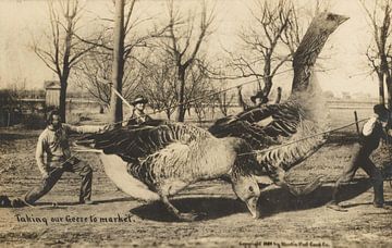 Onze ganzen naar de markt brengen