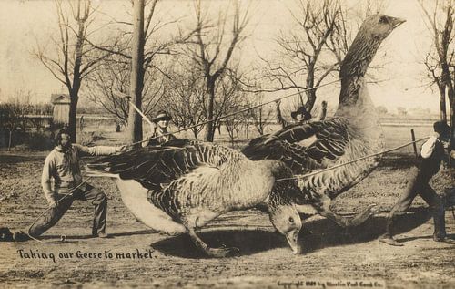 Onze ganzen naar de markt brengen