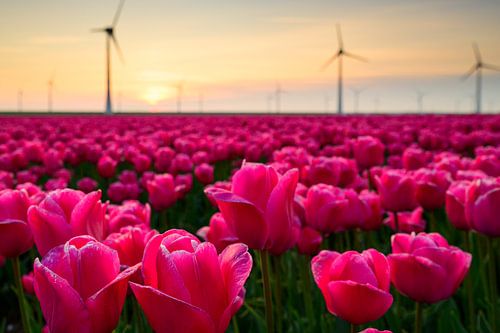 Tulpen in een veld met windturbines in de achtergrond
