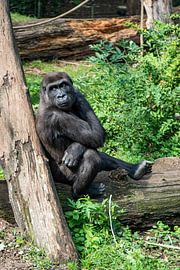 Gorilla looks at a situation by Michel Groen