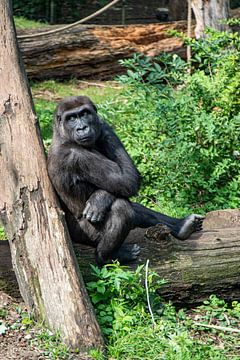 Gorilla bekijkt een situatie