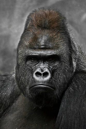Portret van een krachtige dominante mannelijke gorilla (fysionomie), streng gezicht.