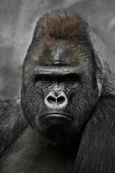 Portrait d'un gorille mâle dominant puissant (physionomie), visage sévère. par Michael Semenov