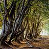 Alte knorrige Hainbuchen-Allee von Jürgen Schmittdiel Photography