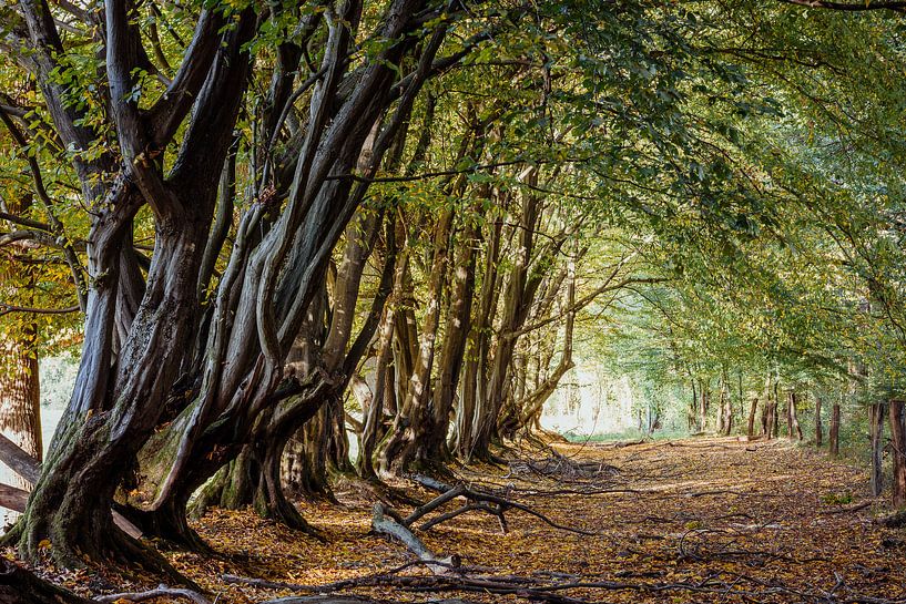 Old gnarled hornbeam avenue by Jürgen Schmittdiel Photography