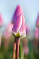 Grote roze tulp