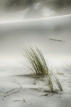 Helmgras in de duinen van Mark Bolijn