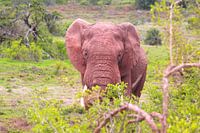 Olifant in beeld