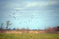 Zwerm  vogels