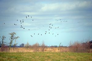 Zwerm  vogels