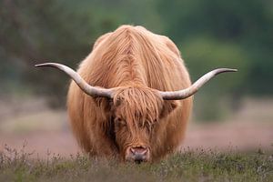 Pâturage des Highlands écossais sur Dennis Bresser