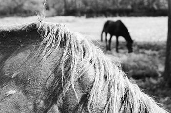 Close Up in Black and White Mane of a Horse