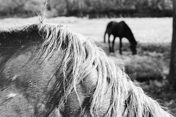 Close Up in Black and White Mane of a Horse by Claudia Luijten