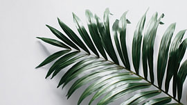 Panorama of tropical palm fronds by TheXclusive Art