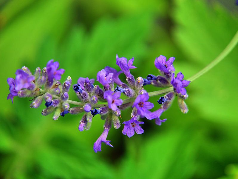 Fleur de lavande par Edgar Schermaul