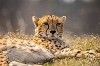 Cheetah. Acinonyx jubatus by Gert Hilbink thumbnail