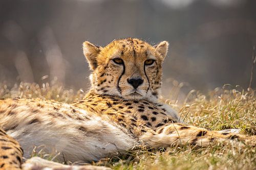 Jachtluipaard, Cheeta. Acinonyx jubatus