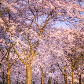 Kersenbloesem bomen in bloei van Theo van Veenendaal