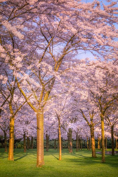 Kersenbloesem bomen in bloei van Theo van Veenendaal