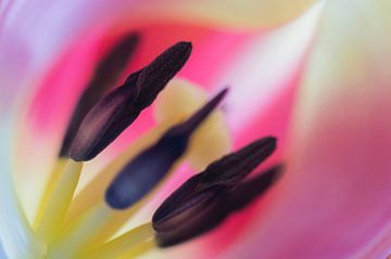 Tulip mania (bijna abstracte foto van de meeldraden van een tulp) van Birgitte Bergman