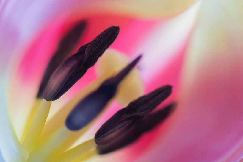 Tulpenwahn (fast abstraktes Bild der Staubgefäße einer Tulpe) von Birgitte Bergman