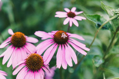 Echinacea met bij